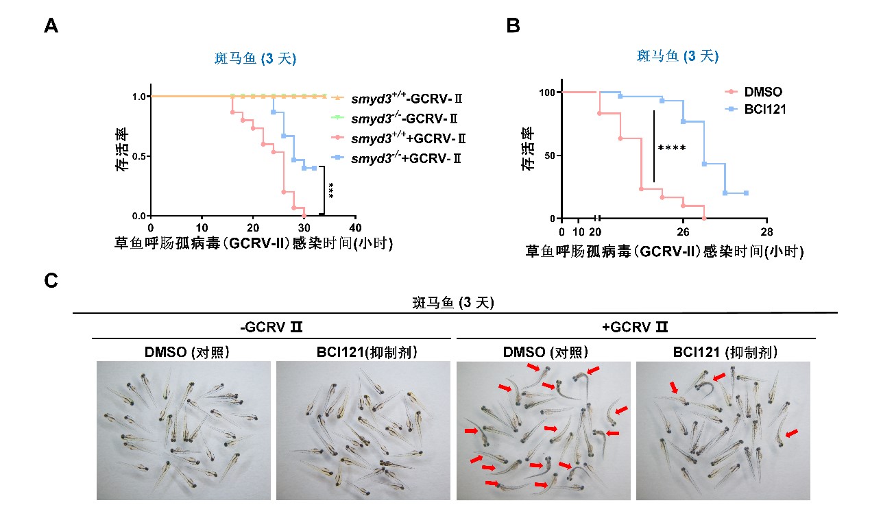 球盟会(中国)揭示甲基化修饰调控抗病毒天然免疫应答的分子机制